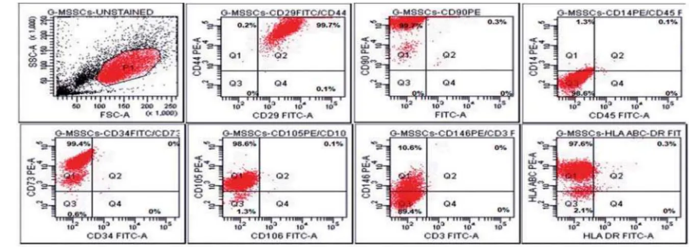 Figure 1- Gingival stromal stem cells (G-MSSCs) showed mesenchymal stem cell properties