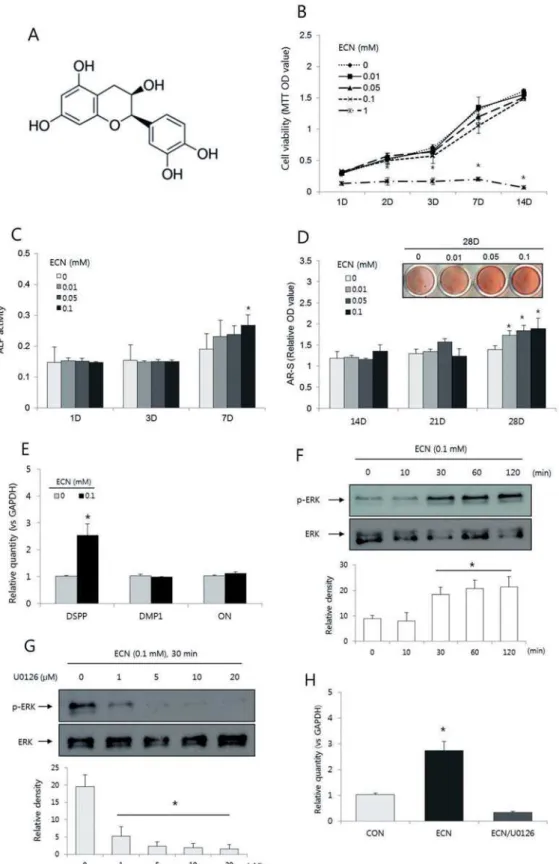 Figure 1- Effects of epicatechin (ECN) on odontogenic differentiation of human dental pulp cells (hDPCs)