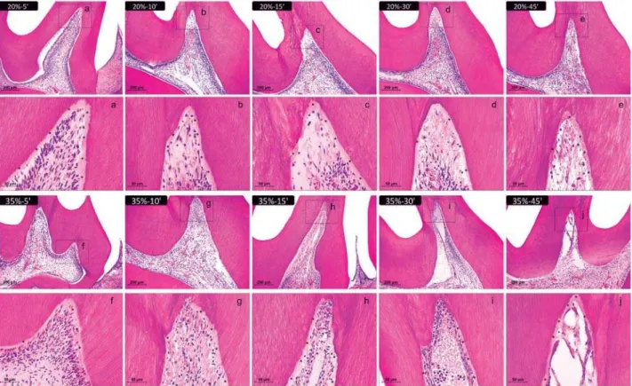 Figure 3- Representative images of H&amp;E-stained sections showing the coronal pulp 2 days after bleaching