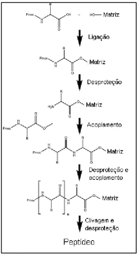 Figura  6:  Esquema  de  síntese  de  peptídeos  pela  estratégia  Fmoc  (http://www.anaspec.com/html/peptide_notes.html - Modificado) 