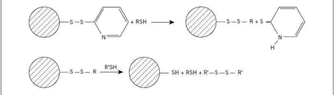 Figura  7:  Esquema  de  ligação  de  biomoléculas  via  ligação  dissulfeto  à  resina  