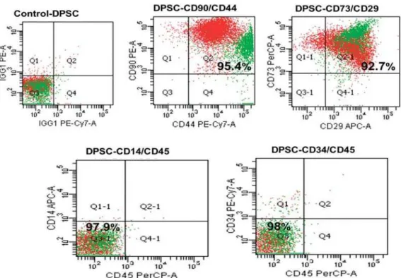 Figure 1- Surface markers of dental pulp stem cells (DPSCs). The cells were positive for CD90, CD44, CD29, and CD73 (mesenchymal  stem cell markers) and negative for CD14, CD45, and CD34 (hematopoietic stem cell markers)