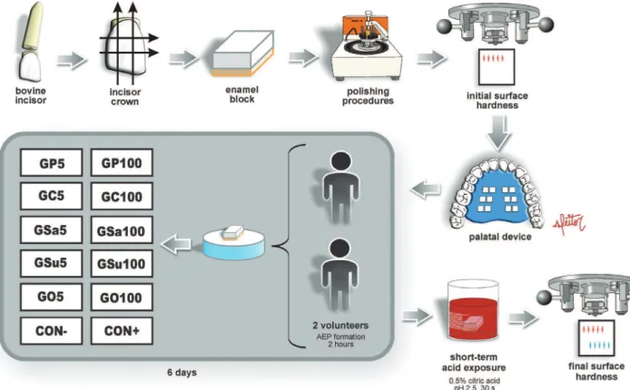 Figure 1- Illustration of the experimental design adopted in this study