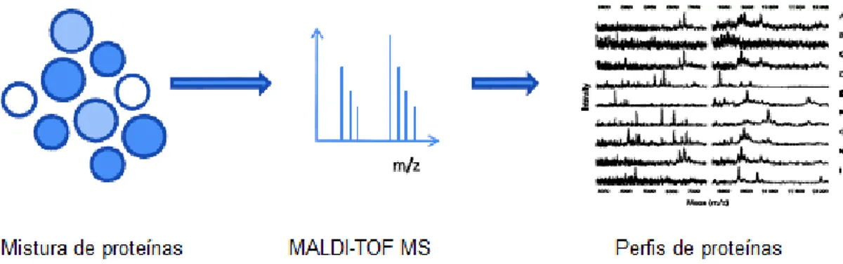 Figura 2.28 – Esquema da espectrometria de massa em proteómica baseada numa  estratégia do tipo “Top-Down” (adaptado de Pernemalm, 2009)