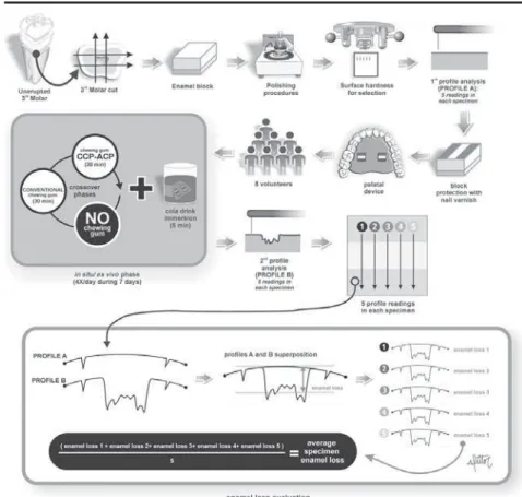 Figure 1- Flowchart of the experimental design