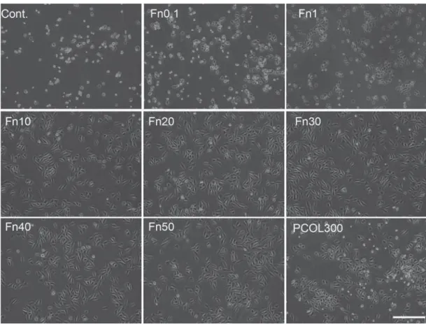 Figure 3- Cell morphology observation by light microscopy