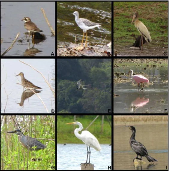 Figura  3:  Algumas  aves  aquáticas  da  Área  de  Proteção  Ambiental  Carste  de  Lagoa  Santa, 