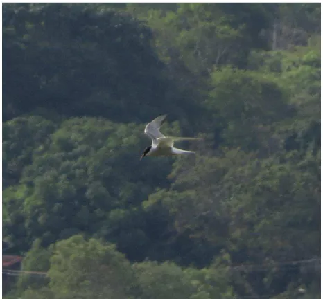 Figure 2 - Gelochelidon nilotica flying in the Sumidouro Lake, Lagoa Santa  – MG.  The records of C