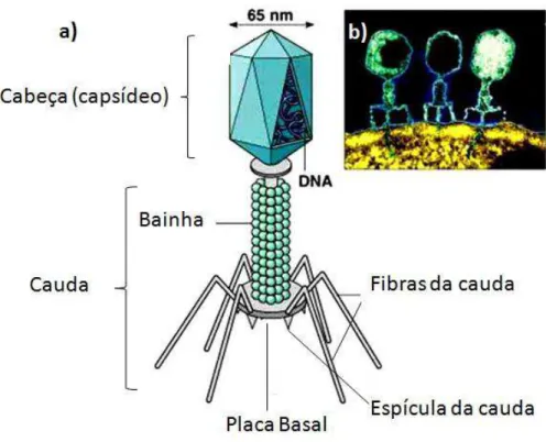 Figura 1: Ilustração de um bacteriófago. 