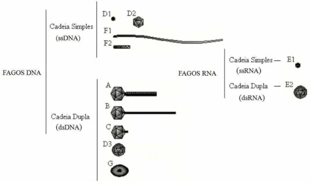 Figura 2: Classificação dos bacteriófagos conforme ácidos nucleios e características morfológicas