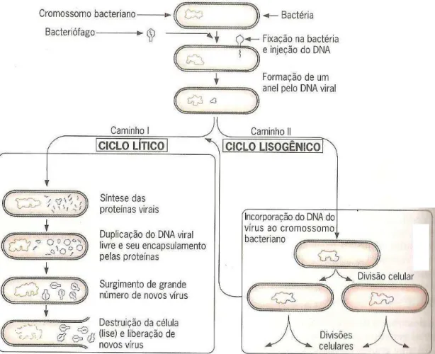 Figura 3: Esquema de ciclo biológico de replicação de bacteriófagos. 