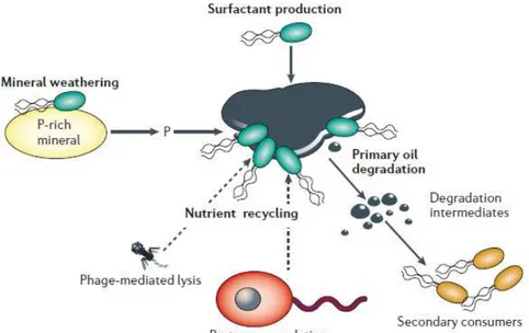 Figura 4: Esquema ilustrativo de rede de degradação microbiana de petróleo primário.  Fonte: Head et al., 2006 