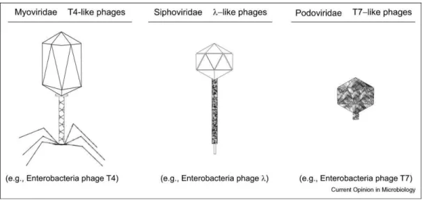 Figura 2: Desenho esquemático dos fagos de DNA de fita dupla mais comumente encontrados 