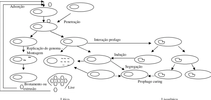 Figura  4:  Representação  esquemática  dos  três  tipos  de  ciclos  virais  que  podem  ocorrer  no  ambiente aquático