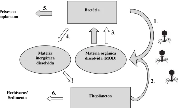 Figura  5:  Diagrama  demonstrando  o  impacto  dos  bacteriofagos  na  ciclagem  de  nutrientes  e  carbono  no  ecossistema  marinho