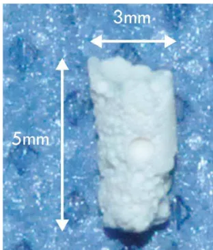 Figure 1-  D -TCP scaffold dimensions (3 mm diameter and 5 mm  length)