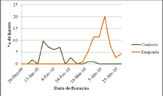 Figura  13:  Representação  gráfica  do  perfil  de  floração  das  hastes  reprodutivas  sem desponta e com a prática de desponta, da cultivar „Tang o‟  da Ribeira Seca, no ano  cultural de 2009/2010