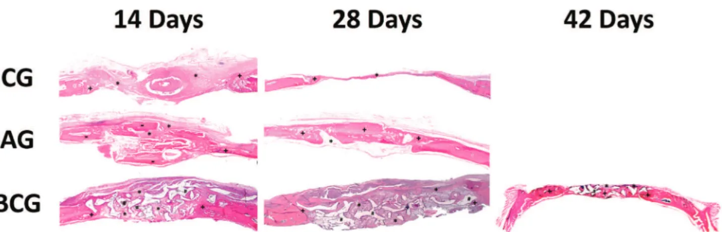 Figure 1- Histological images of experimental groups (CG at 14 days and CG at 28 days; AG at 14 days and AG at 28 days; BCG at 14  days, 28 days, 42 days