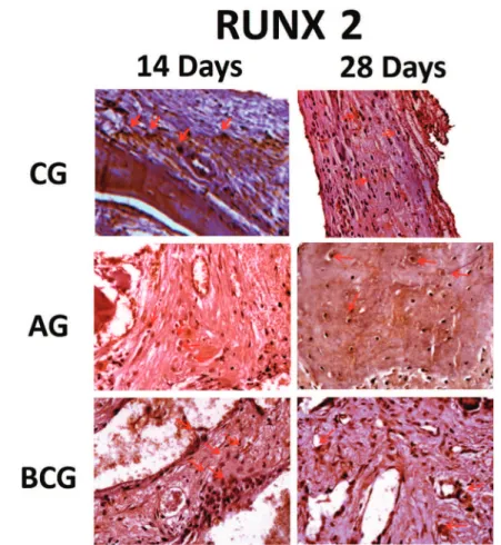 Figure 6-  RUNX-2 immunostaining at 14 days for the experimental groups (CG: light; AG: moderate; BCG: moderate) and at 28 days (CG: 