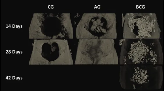 Figure 10-  BMD average data obtained by μCT of CG, AG, and BCG (14, 28 and 42 days)