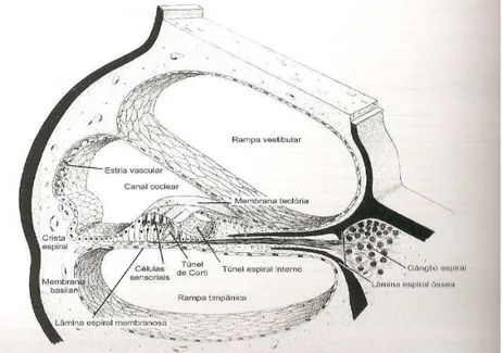 Figura 6: Interior da cóclea 