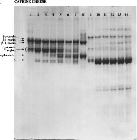 Fig. 2cmUrea-PAGE electro- electro-phoregrams (12.5% T, 4% C;