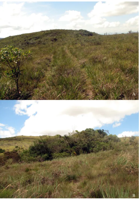Figura 3. Vista geral das áreas de campo aberto (A) e de capão de mata (B) amostradas neste  estudo no Alto do Palácio, Parque Nacional da Serra do Cipó