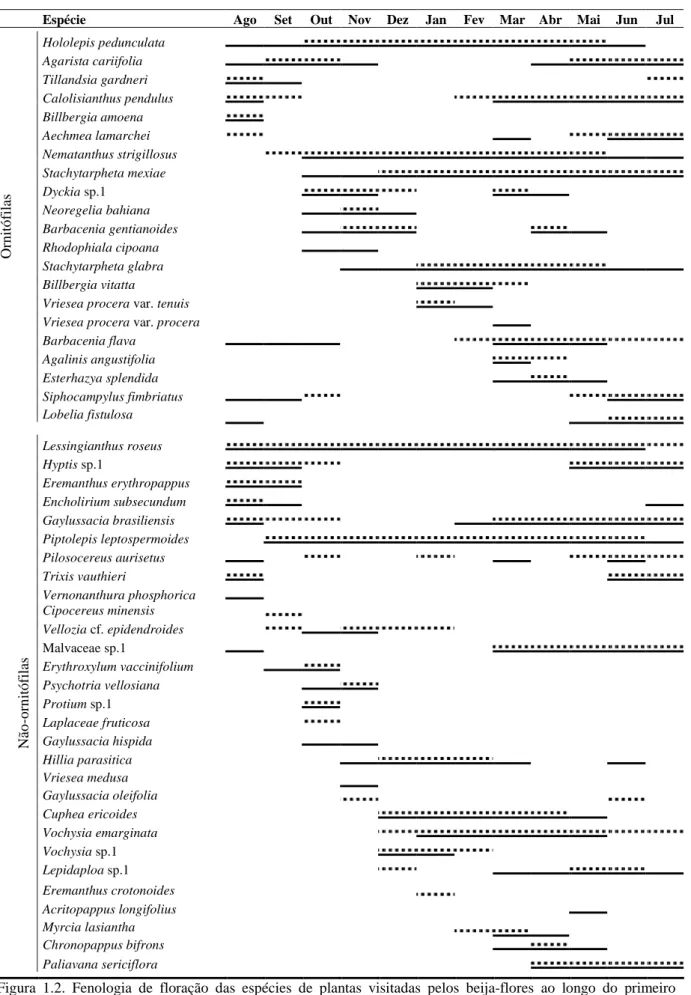 Figura  1.2.  Fenologia  de  floração  das  espécies  de  plantas  visitadas  pelos  beija-flores  ao  longo  do  primeiro  (agosto de 2007 a julho de 2008, linhas pontilhadas) e do segundo ano (agosto de 2008 a julho de 2009, linhas  contínuas) de estudo 
