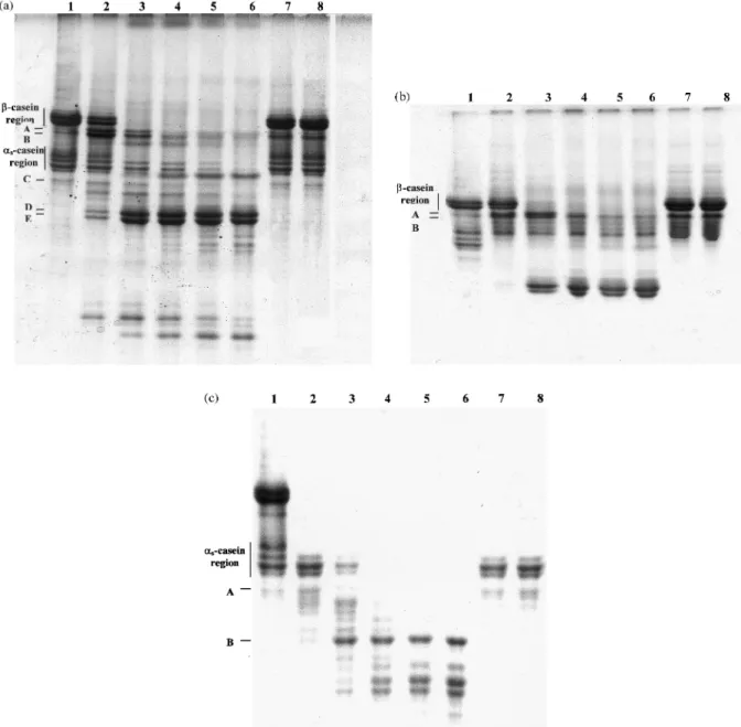 Fig. 1. Urea-PAGE electrophoregram of caprine sodium caseinate (a), pure b-casein (b) and pure a s -casein (c) by 1 min, 1 h, 3 h, 6 h and 10 h (lanes 2±6, respectively) of hydrolysis by cardosin A