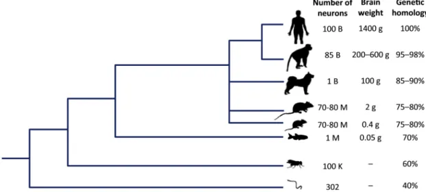 Figure 1.2: Although phylogenetically distant from humans, Zebrafish still shares 70% homology with human genes