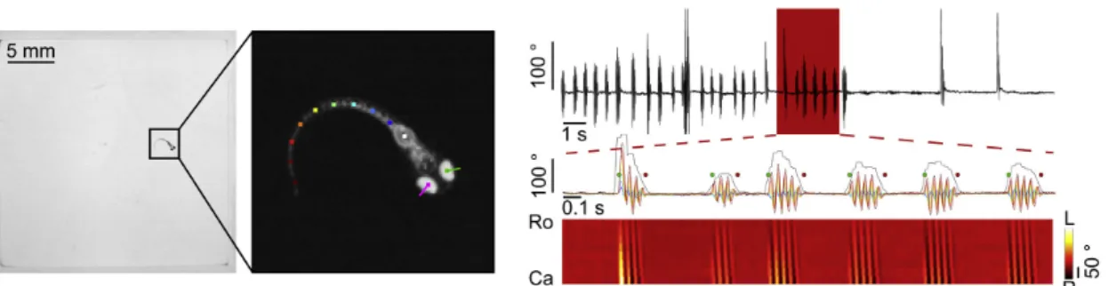 Figure 1.3: Zebrafish larvae locomotion can be divided into single events, the swim bouts, characterized by short bursts of tail movement that propel the larvae, followed by interbout periods where larvae move passively through the water