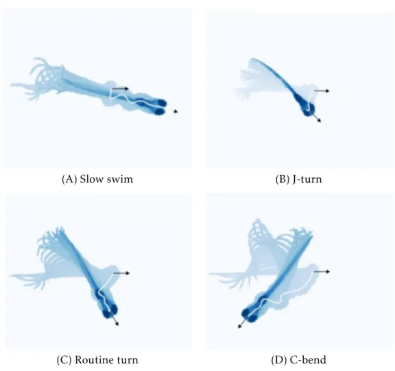 Figure 1.4: Example of a Zebrafish larva stereotyped swim bouts by super-imposing images of the larva’s body as it moves