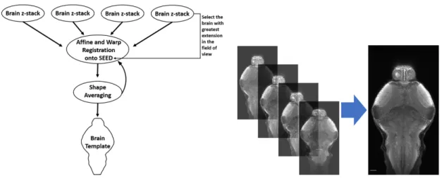 Figure 2.2: Simplified cartoon of brain registration process. Left: Registration pipeline scheme