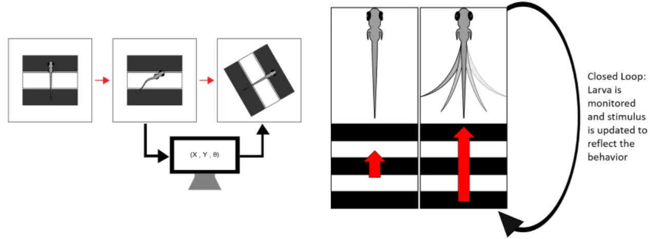 Figure 2.8: Schematic representation of how a virtual open loop, a kind of experimental closed loop, works.