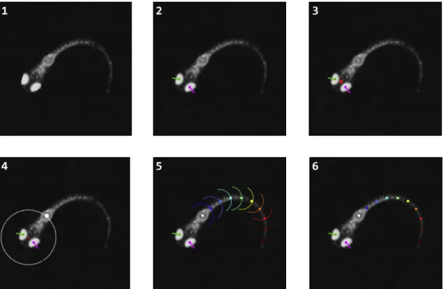 Figure 2.10: Steps of the tail tracking algorithm. 1) Background subtracted image. 2) Locating the position of the eyes