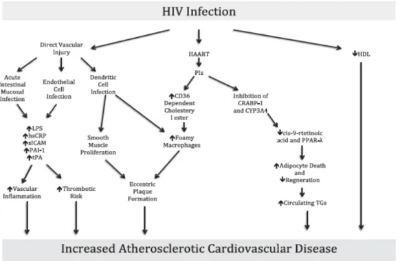 Figure 2 - Mechanisms of HIV-associated atherosclerotic cardiovascular disease. Retrieved from (Lambert  CT, 2016) 
