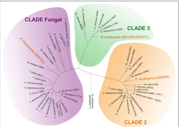 Fig. 4 Phylogenetic tree based on protein sequences of 3 different clades of catalases from P