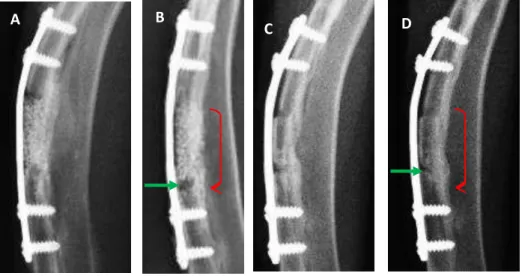 Figura 11. Imagem  radiográfica médio-lateral, de rádio de coelho aos  45 e 60 dias, mostrando  defeito crítico preenchido com biocerâmica nano-estruturada micro-macro porosa em grânulos de  absorção rápida (A e B) e autoenxerto (C e D)
