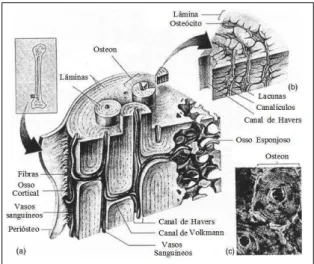 Figura 1. Representação gráfica da estrutura microscópica do  osso  cortical. (a)  esquema 3D do osso  cortical, (b)  corte  do  sistema  de  Havers,  (c)  Fotomicrográfias  de  um  sistema  de  Havers