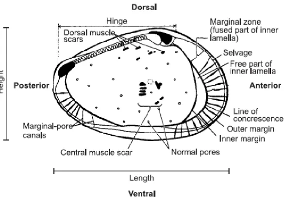 Figure 3. The internal features of a podocopida left valve (modified from Van Morkhoven, 1962)