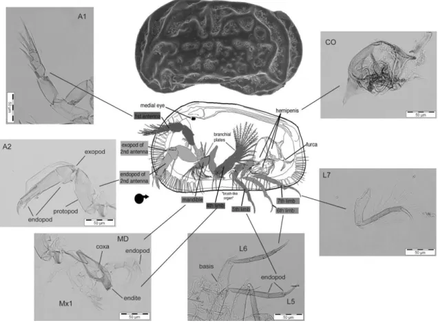 Figure  4.  Central  ostracod  schematic  drawing  (male  Podocopida)  adapted  from  Horne  et  al