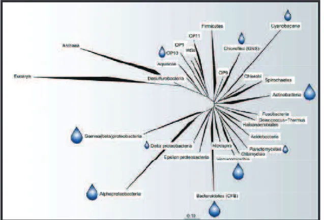 FIG.  3  –  Inferência  filogenética  baseada  em  sequências  do  gene  de  rRNA  16S,  mostrando  os  principais  táxons  bacterianos  presentes  em  ecossistemas  de  água