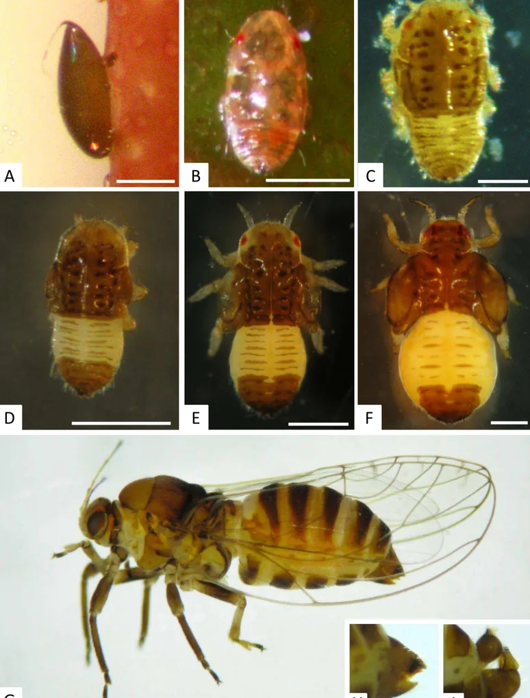 Figura 3 – Desenvolvimento de Neotrioza cf. tavaresi Crawf. (Hemiptera: Psylloidea). A- Detalhe de ovo  no  bordo  foliar;  B-F-  Estádios  ninfais  do  primeiro  ao  quinto  ínstar