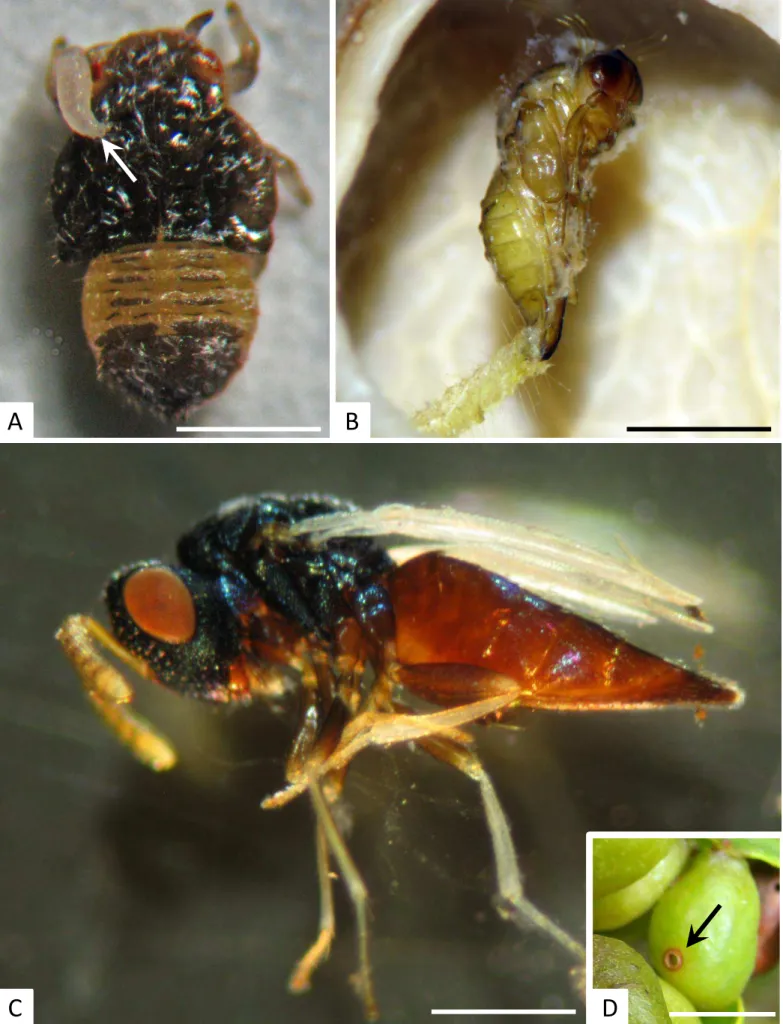Figura  4 – Fases de desenvolvimento de Galeopsomyia sp. (Hymenoptera: Eulophidae), parasitóide de 