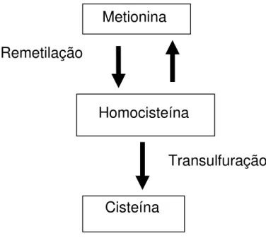 Figura 3  – Metabolismo da homocisteína