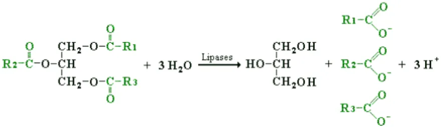 Figura 1.2: Reação de hidrólise catalisada pelas de ação das lipases 