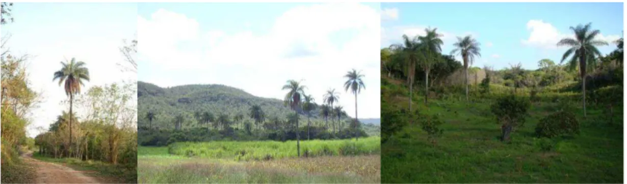 Figura 2.2: Da esquerda para direita: Estação Ecológica da UFMG (grande Belo  Horizonte); Zona rural de Botumirim (Norte de Minas Gerais), chapada do Araripe (Sul 