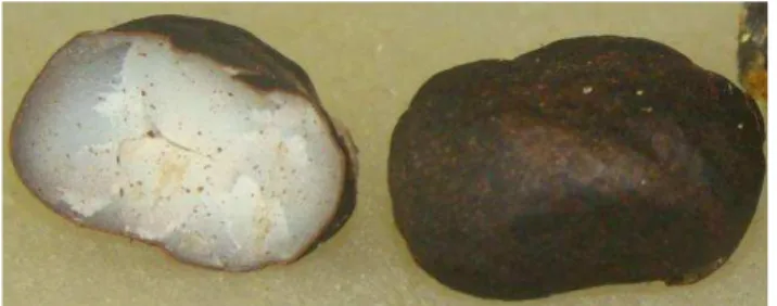 Figura 2.7: Fruto recém caído: pedúnculo esverdeado, primeiro a esquerda. Demais:  pedúnculo marrom - frutos envelhecidos