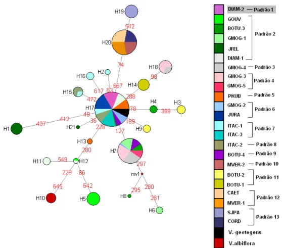 Figura 1.3: Median-joining network de 21 haplótipos de 23 populações de V. hirsuta, uma  população  de  V