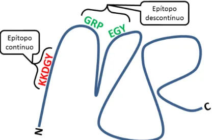 Figura 2: Representação esquemática dos tipos de epítopos. 